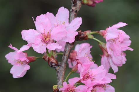 櫻花樹幹|36種台灣常見的櫻花品種及栽培管理要訣 (日本樹木醫。